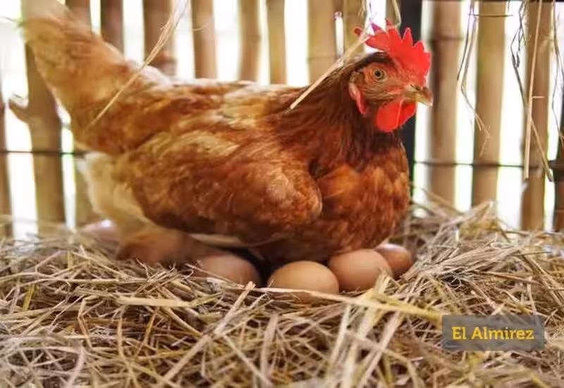 que-significa-sonar-con-huevos-de-gallina-que-se-rompen
