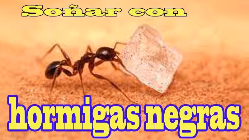que-significa-sonar-con-muchas-hormigas-negras-pequenas