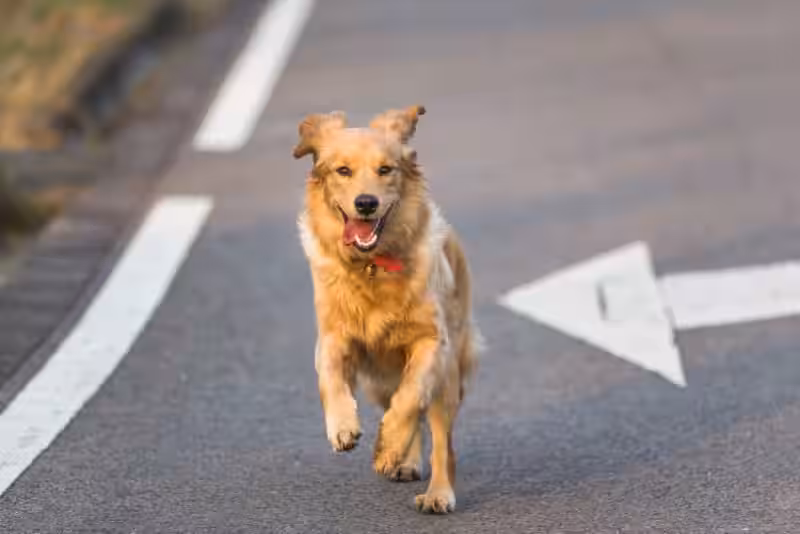 que-significa-sonar-con-perros-muertos-en-la-calle